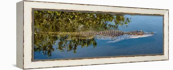 Crocodile - Everglades National Park - Unesco World Heritage Site - Florida - USA-Philippe Hugonnard-Framed Premier Image Canvas