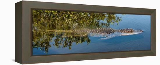 Crocodile - Everglades National Park - Unesco World Heritage Site - Florida - USA-Philippe Hugonnard-Framed Premier Image Canvas