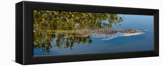 Crocodile - Everglades National Park - Unesco World Heritage Site - Florida - USA-Philippe Hugonnard-Framed Premier Image Canvas