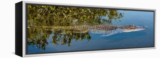 Crocodile - Everglades National Park - Unesco World Heritage Site - Florida - USA-Philippe Hugonnard-Framed Premier Image Canvas