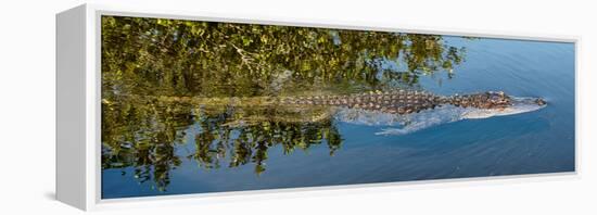 Crocodile - Everglades National Park - Unesco World Heritage Site - Florida - USA-Philippe Hugonnard-Framed Premier Image Canvas