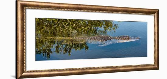 Crocodile - Everglades National Park - Unesco World Heritage Site - Florida - USA-Philippe Hugonnard-Framed Photographic Print