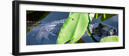 Crocodile - Everglades National Park - Unesco World Heritage Site - Florida - USA-Philippe Hugonnard-Framed Photographic Print