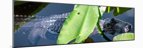 Crocodile - Everglades National Park - Unesco World Heritage Site - Florida - USA-Philippe Hugonnard-Mounted Photographic Print