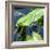 Crocodile - Everglades National Park - Unesco World Heritage Site - Florida - USA-Philippe Hugonnard-Framed Photographic Print