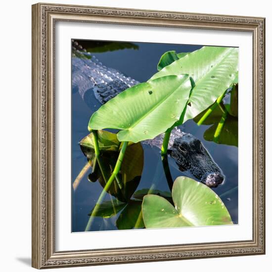 Crocodile - Everglades National Park - Unesco World Heritage Site - Florida - USA-Philippe Hugonnard-Framed Photographic Print