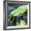 Crocodile - Everglades National Park - Unesco World Heritage Site - Florida - USA-Philippe Hugonnard-Framed Photographic Print