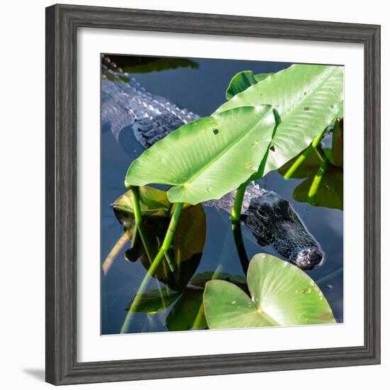 Crocodile - Everglades National Park - Unesco World Heritage Site - Florida - USA-Philippe Hugonnard-Framed Photographic Print