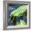 Crocodile - Everglades National Park - Unesco World Heritage Site - Florida - USA-Philippe Hugonnard-Framed Photographic Print