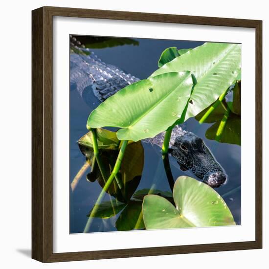 Crocodile - Everglades National Park - Unesco World Heritage Site - Florida - USA-Philippe Hugonnard-Framed Photographic Print