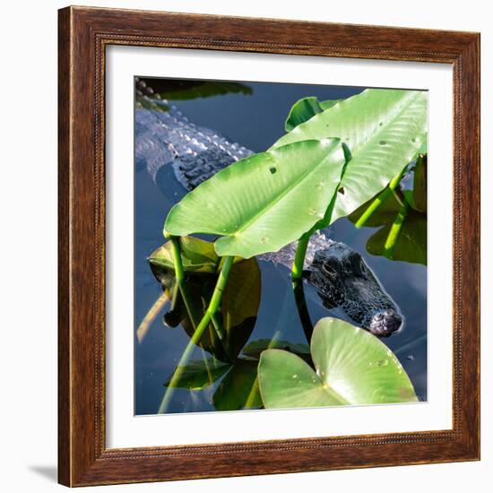 Crocodile - Everglades National Park - Unesco World Heritage Site - Florida - USA-Philippe Hugonnard-Framed Photographic Print