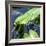 Crocodile - Everglades National Park - Unesco World Heritage Site - Florida - USA-Philippe Hugonnard-Framed Photographic Print