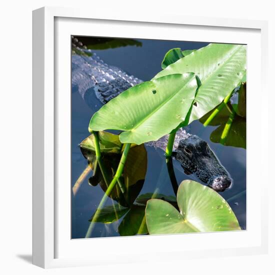 Crocodile - Everglades National Park - Unesco World Heritage Site - Florida - USA-Philippe Hugonnard-Framed Photographic Print