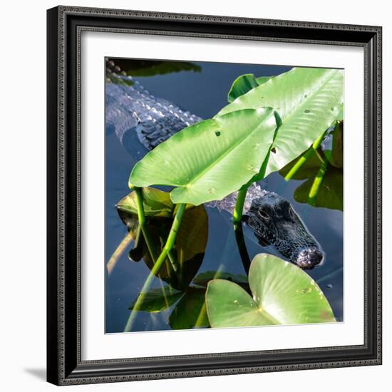 Crocodile - Everglades National Park - Unesco World Heritage Site - Florida - USA-Philippe Hugonnard-Framed Photographic Print