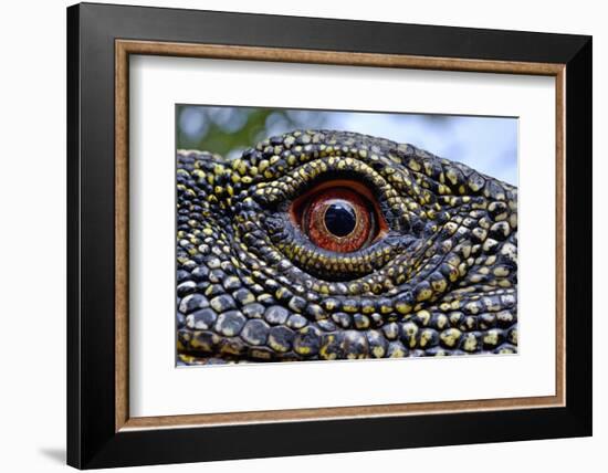 Crocodile monitor (Varanus salvadorii) close up eye, captive, occurs in New Guinea-Daniel Heuclin-Framed Photographic Print