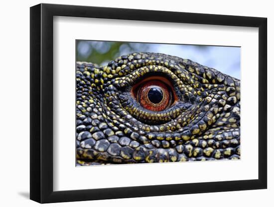 Crocodile monitor (Varanus salvadorii) close up eye, captive, occurs in New Guinea-Daniel Heuclin-Framed Photographic Print