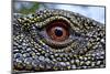 Crocodile monitor (Varanus salvadorii) close up eye, captive, occurs in New Guinea-Daniel Heuclin-Mounted Photographic Print
