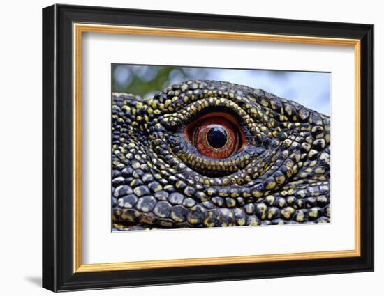 Crocodile monitor (Varanus salvadorii) close up eye, captive, occurs in New Guinea-Daniel Heuclin-Framed Photographic Print