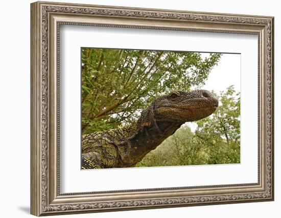 Crocodile monitor (Varanus salvadorii) portrait, captive, occurs in New Guinea-Daniel Heuclin-Framed Photographic Print