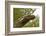 Crocodile monitor (Varanus salvadorii) portrait, captive, occurs in New Guinea-Daniel Heuclin-Framed Photographic Print