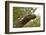 Crocodile monitor (Varanus salvadorii) portrait, captive, occurs in New Guinea-Daniel Heuclin-Framed Photographic Print