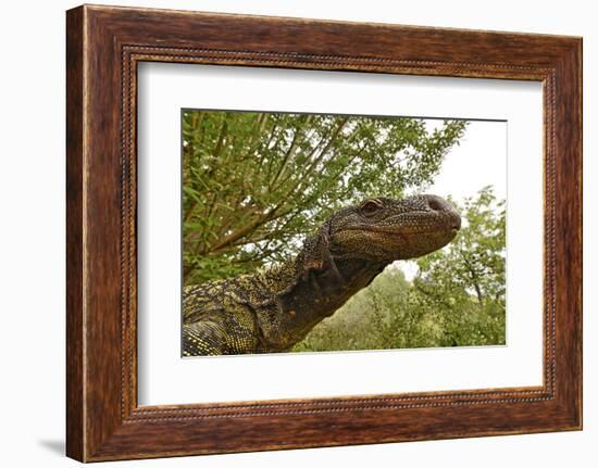 Crocodile monitor (Varanus salvadorii) portrait, captive, occurs in New Guinea-Daniel Heuclin-Framed Photographic Print