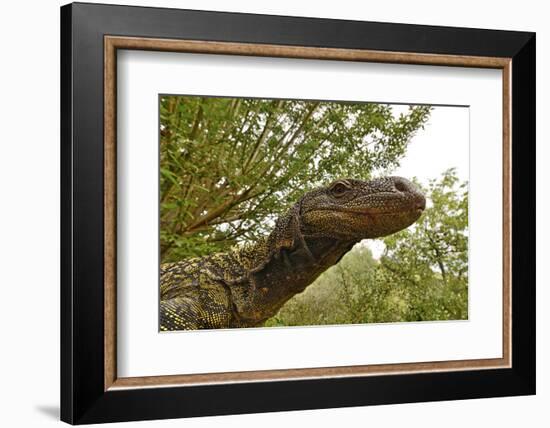 Crocodile monitor (Varanus salvadorii) portrait, captive, occurs in New Guinea-Daniel Heuclin-Framed Photographic Print