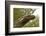 Crocodile monitor (Varanus salvadorii) portrait, captive, occurs in New Guinea-Daniel Heuclin-Framed Photographic Print