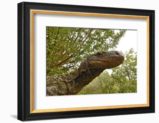 Crocodile monitor (Varanus salvadorii) portrait, captive, occurs in New Guinea-Daniel Heuclin-Framed Photographic Print