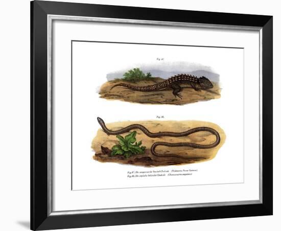 Crocodile Skink-null-Framed Giclee Print