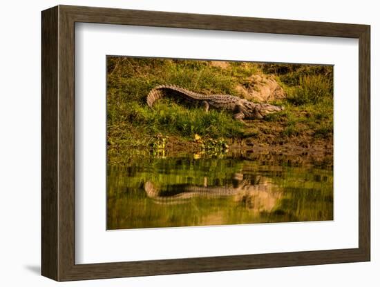 Crocodile sunning himself by a river, Chitwan Elephant Sanctuary, Nepal, Asia-Laura Grier-Framed Photographic Print