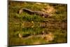 Crocodile sunning himself by a river, Chitwan Elephant Sanctuary, Nepal, Asia-Laura Grier-Mounted Photographic Print