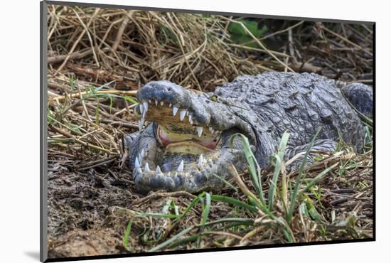 Crocodile Venting His Teeth. Lake Chamo. Ethiopia, Africa-Tom Norring-Mounted Photographic Print