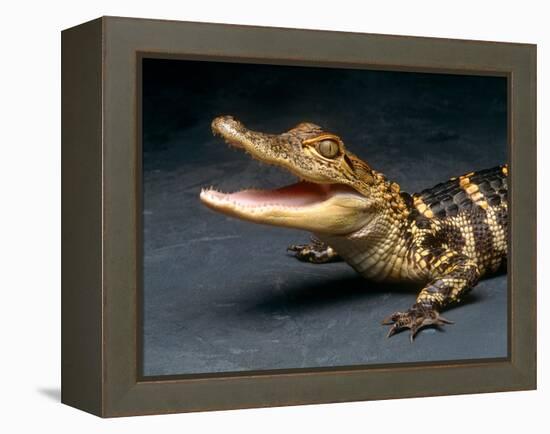 Crocodile with its Mouth Open Looking into the Camera-Picturebank-Framed Premier Image Canvas