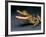 Crocodile with its Mouth Open Looking into the Camera-Picturebank-Framed Photographic Print