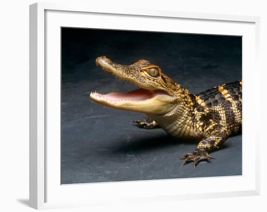 Crocodile with its Mouth Open Looking into the Camera-Picturebank-Framed Photographic Print