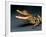 Crocodile with its Mouth Open Looking into the Camera-Picturebank-Framed Photographic Print