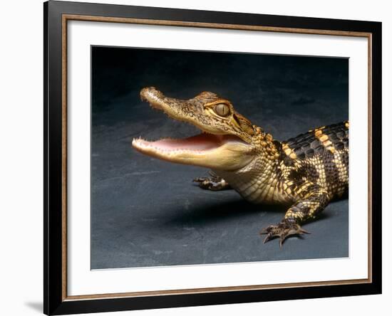 Crocodile with its Mouth Open Looking into the Camera-Picturebank-Framed Photographic Print