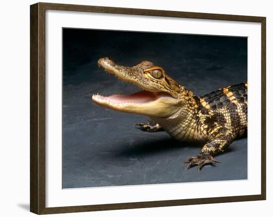 Crocodile with its Mouth Open Looking into the Camera-Picturebank-Framed Photographic Print