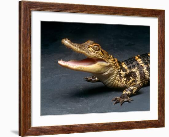 Crocodile with its Mouth Open Looking into the Camera-Picturebank-Framed Photographic Print