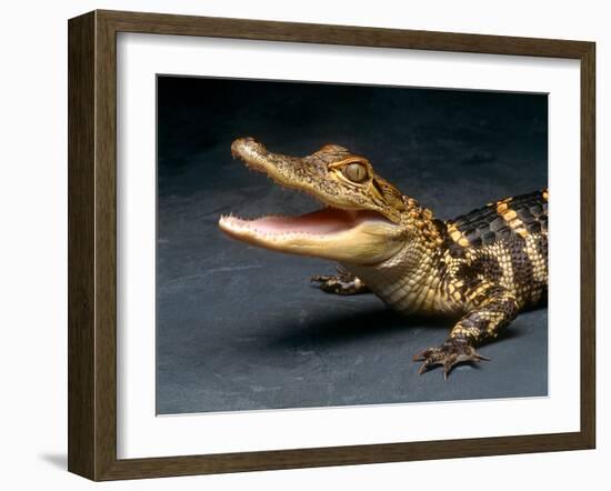 Crocodile with its Mouth Open Looking into the Camera-Picturebank-Framed Photographic Print