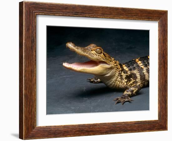 Crocodile with its Mouth Open Looking into the Camera-Picturebank-Framed Photographic Print