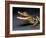 Crocodile with its Mouth Open Looking into the Camera-Picturebank-Framed Photographic Print