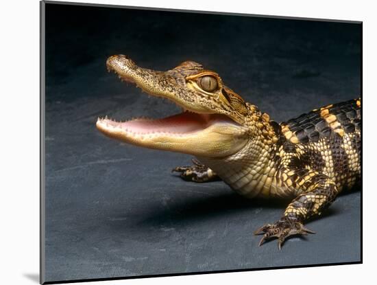 Crocodile with its Mouth Open Looking into the Camera-Picturebank-Mounted Photographic Print