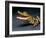 Crocodile with its Mouth Open Looking into the Camera-Picturebank-Framed Photographic Print