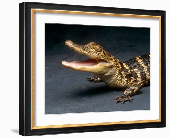 Crocodile with its Mouth Open Looking into the Camera-Picturebank-Framed Photographic Print