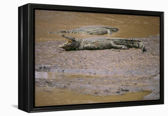 Crocodile-DLILLC-Framed Premier Image Canvas