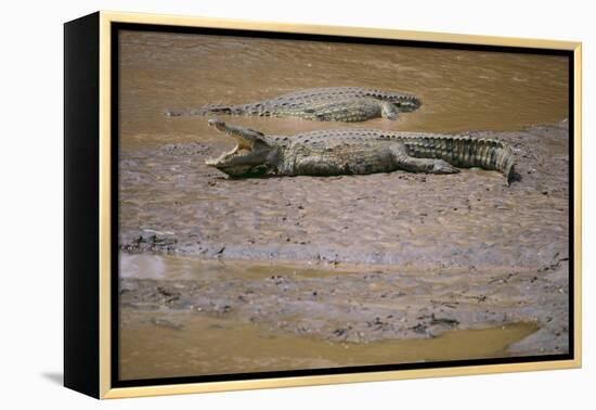 Crocodile-DLILLC-Framed Premier Image Canvas