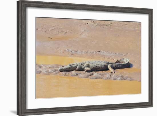 Crocodile-DLILLC-Framed Photographic Print