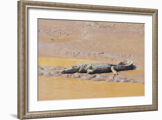 Crocodile-DLILLC-Framed Photographic Print